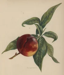 Nectarine Ananas